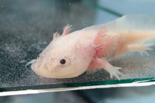 ペット ウーパールーパーの飼い方 種類 寿命 値段まとめ トラブルブック